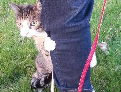 成人猫图案编织教程视频,轻松编织可爱成人猫图案