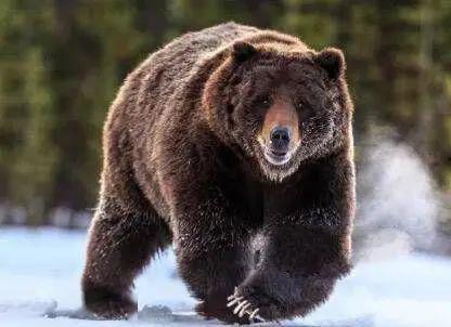 大灰熊成人片视频,揭秘神秘世界的一瞥