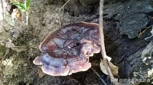 灵芝变成人的样子视频,探寻神秘生物的奇幻之旅